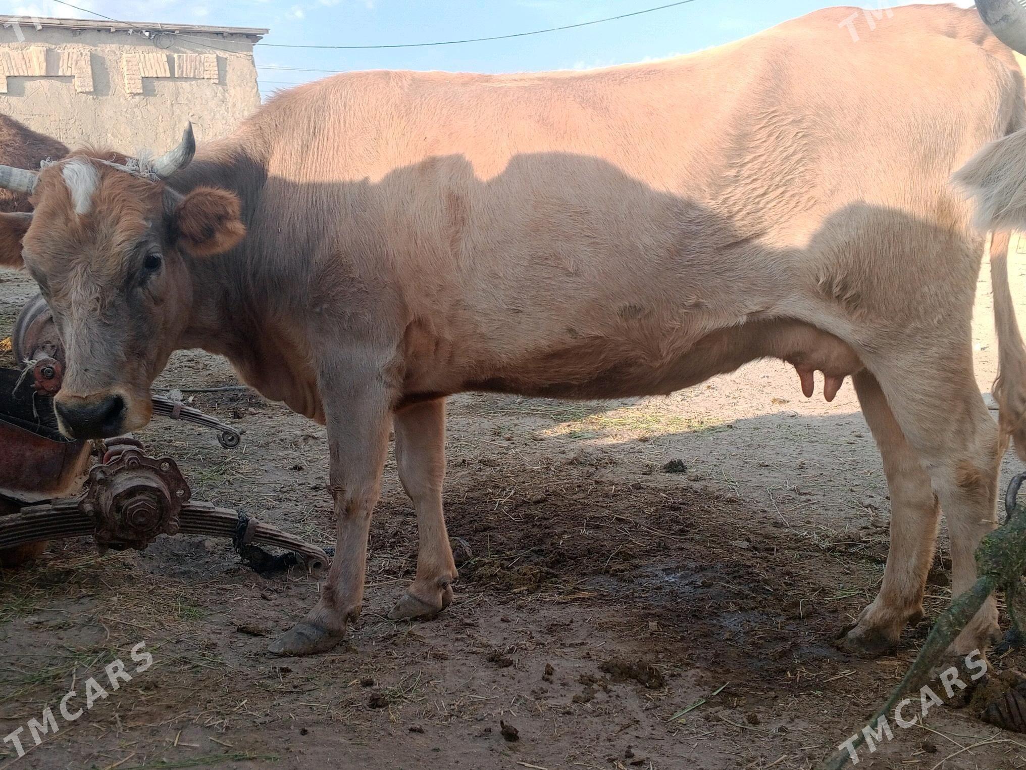 gõleli sygyr - Bereket - img 3