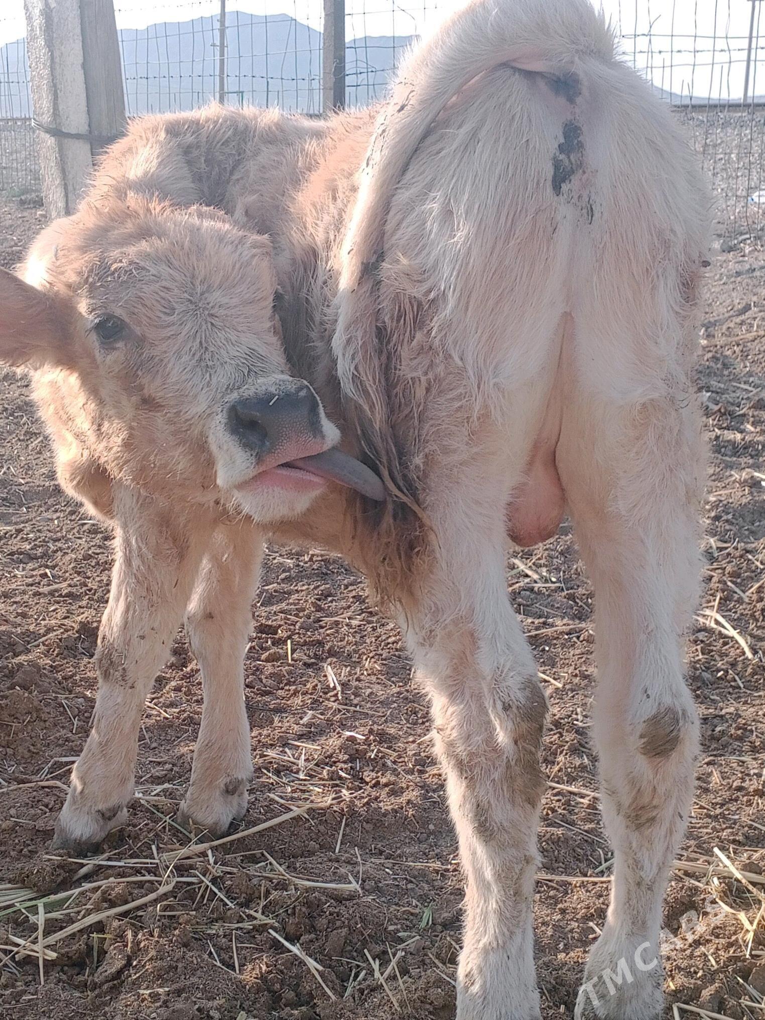 gõleli sygyr - Bereket - img 4