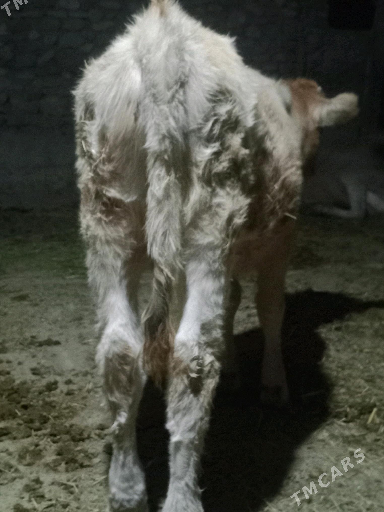 gõleli sygyr - Bereket - img 5