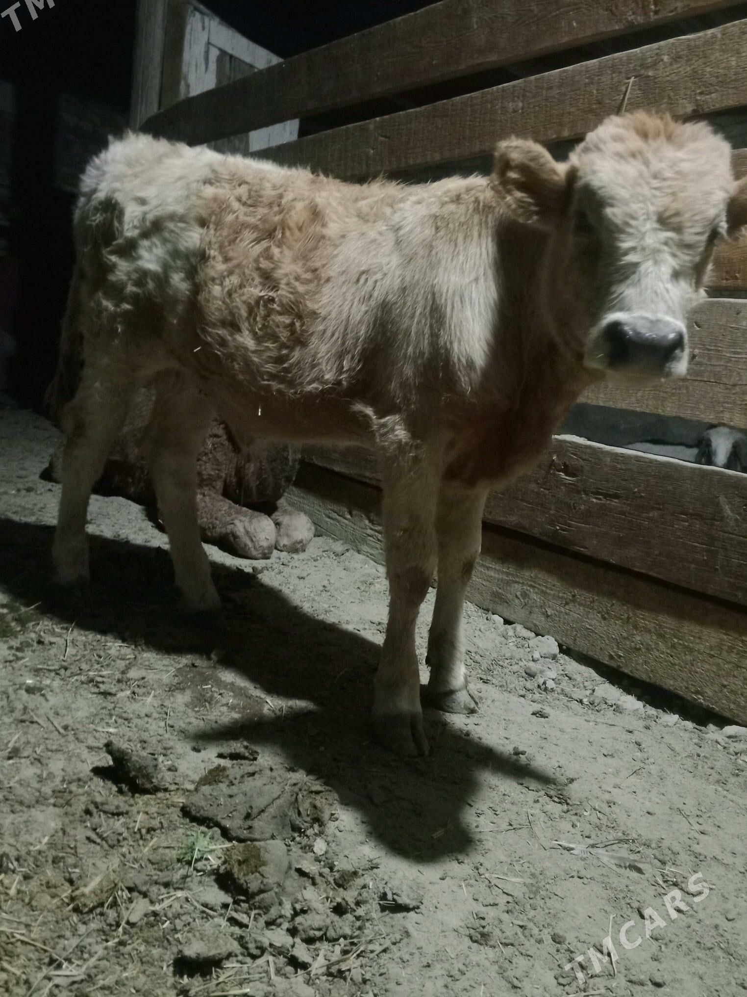 gõleli sygyr - Bereket - img 6