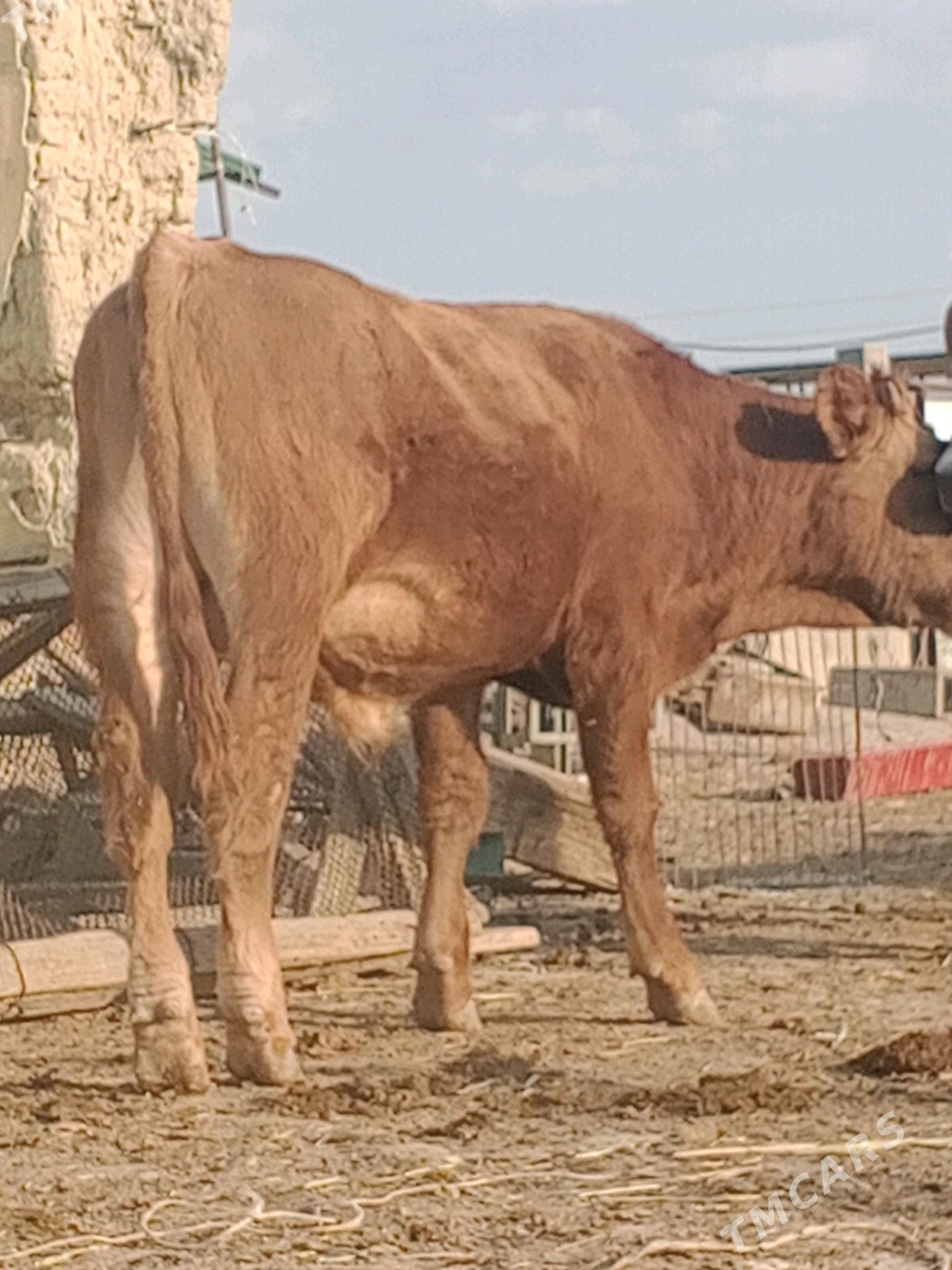 gibrit õküz - Берекет - img 1