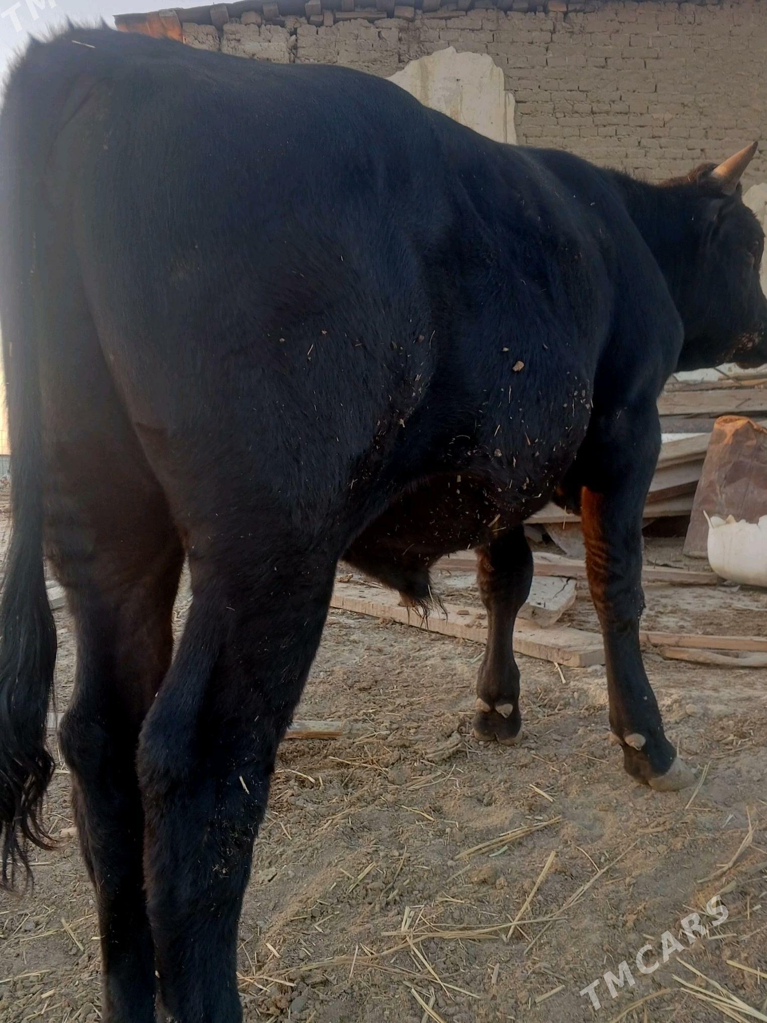 gibrit õküz - Bereket - img 3