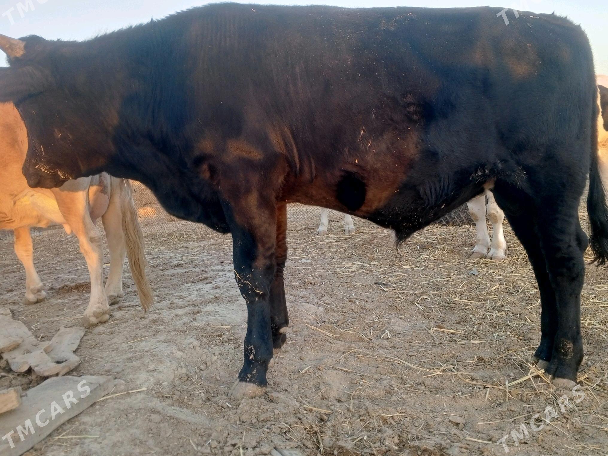 gibrit õküz - Bereket - img 4