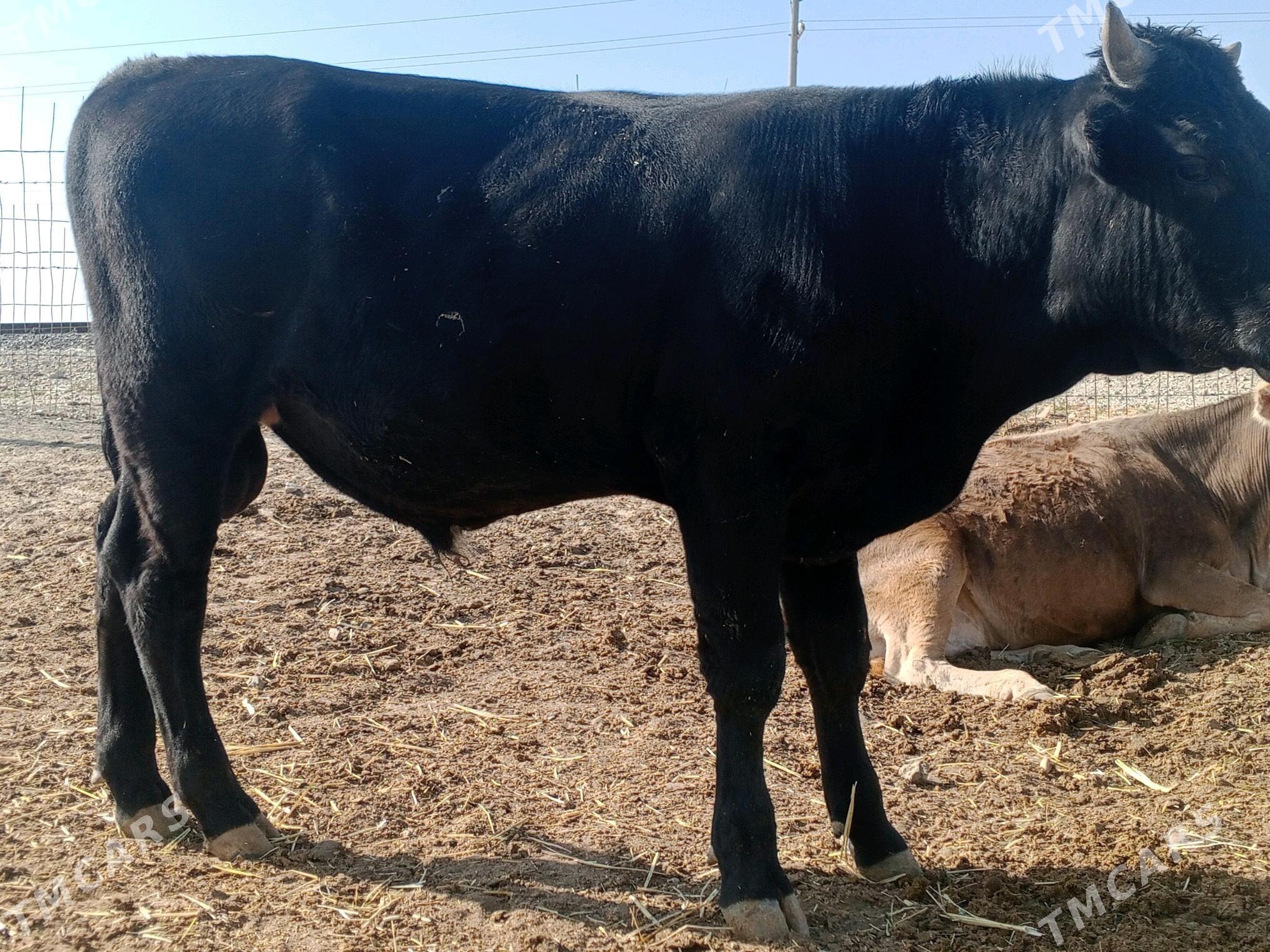 gibrit õküz - Bereket - img 5