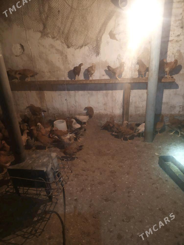 towuk juje - Änew - img 3