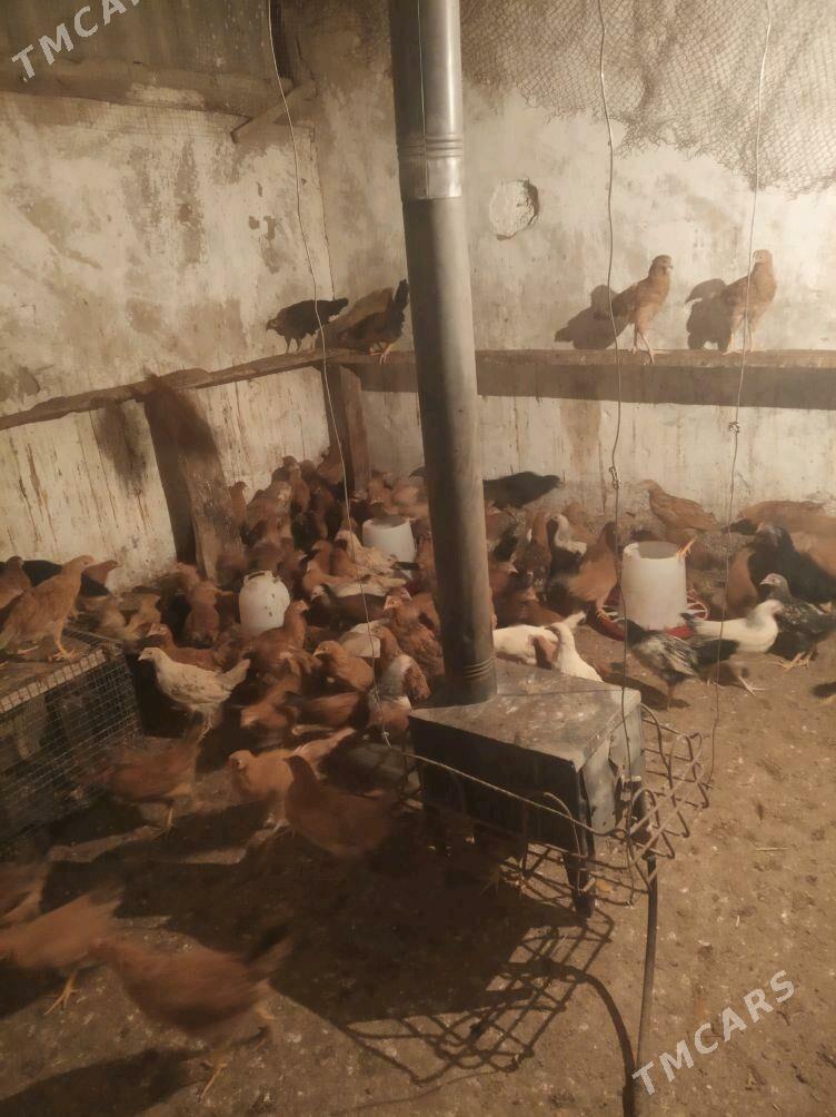 towuk juje - Änew - img 4