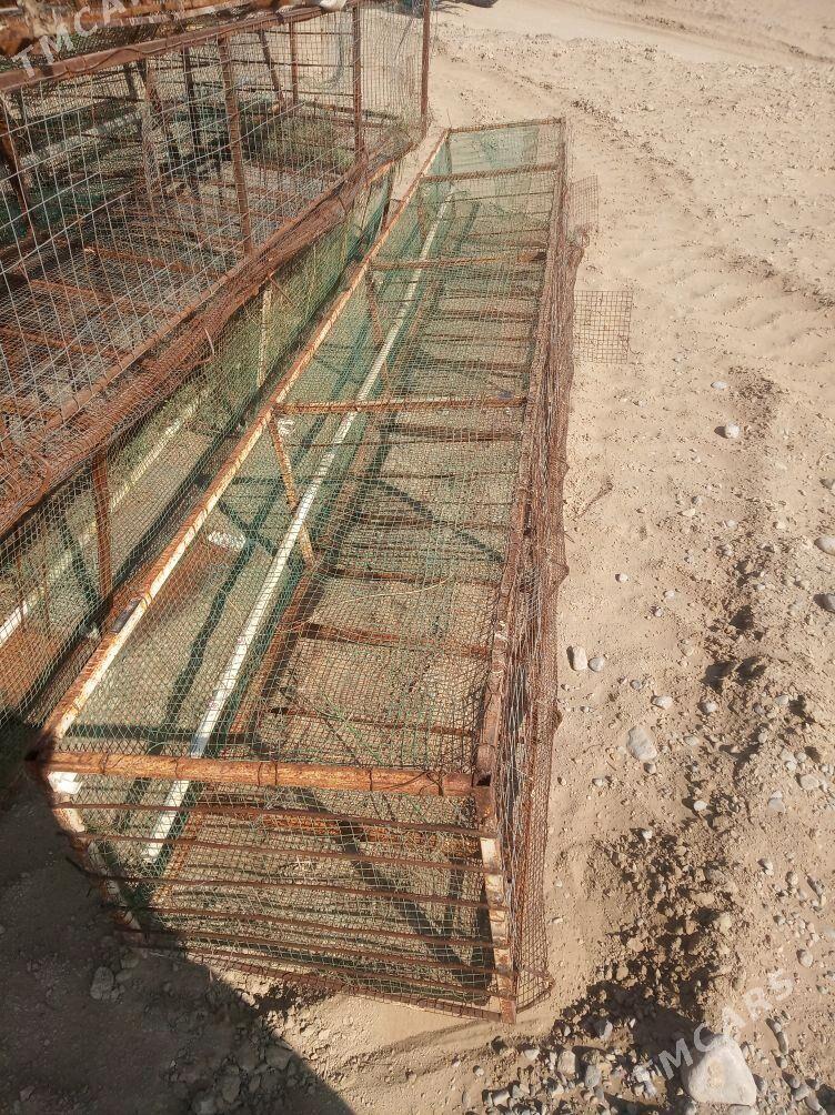 towuk juje ketek - Ak bugdaý etraby - img 1