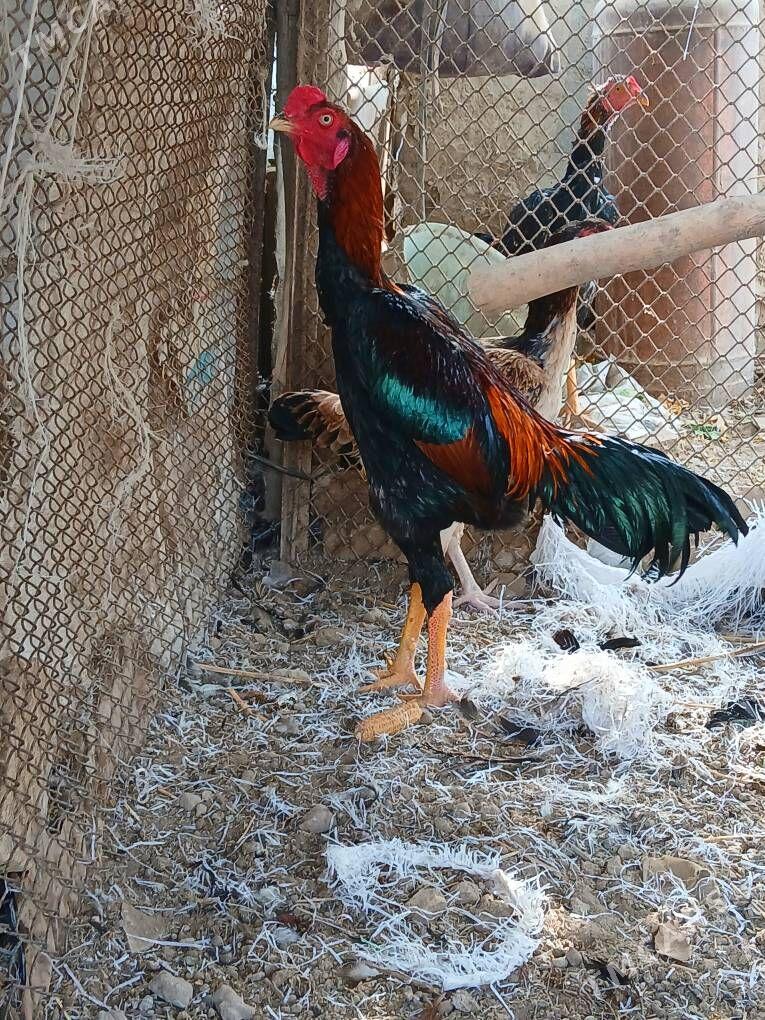 Karey juyje - Керки - img 1