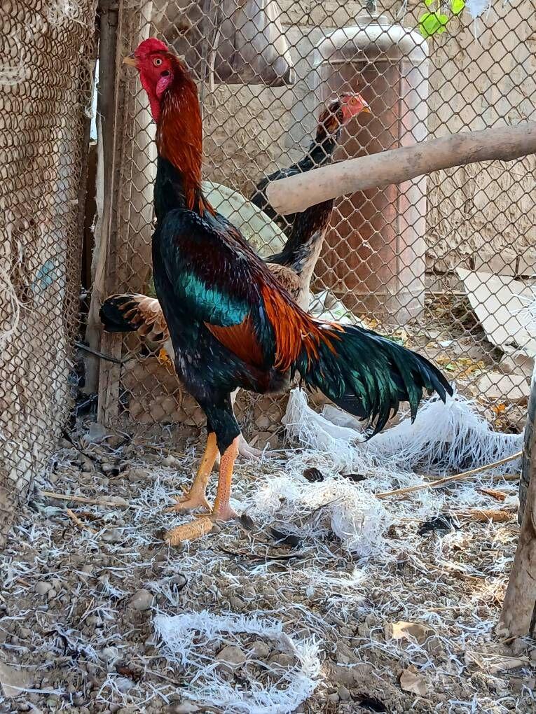 Karey juyje - Керки - img 3