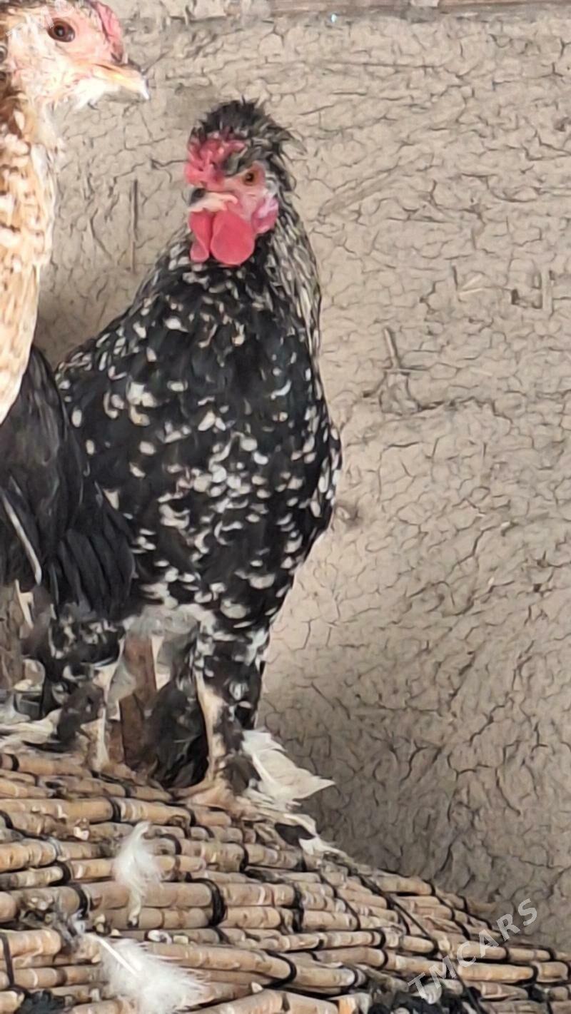 horaz - Türkmenabat - img 4