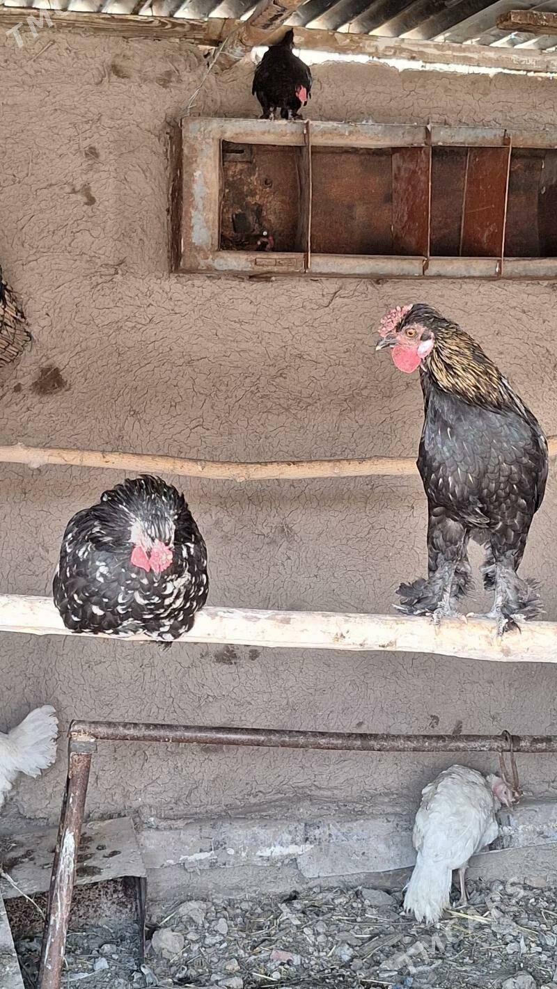 horaz - Türkmenabat - img 2