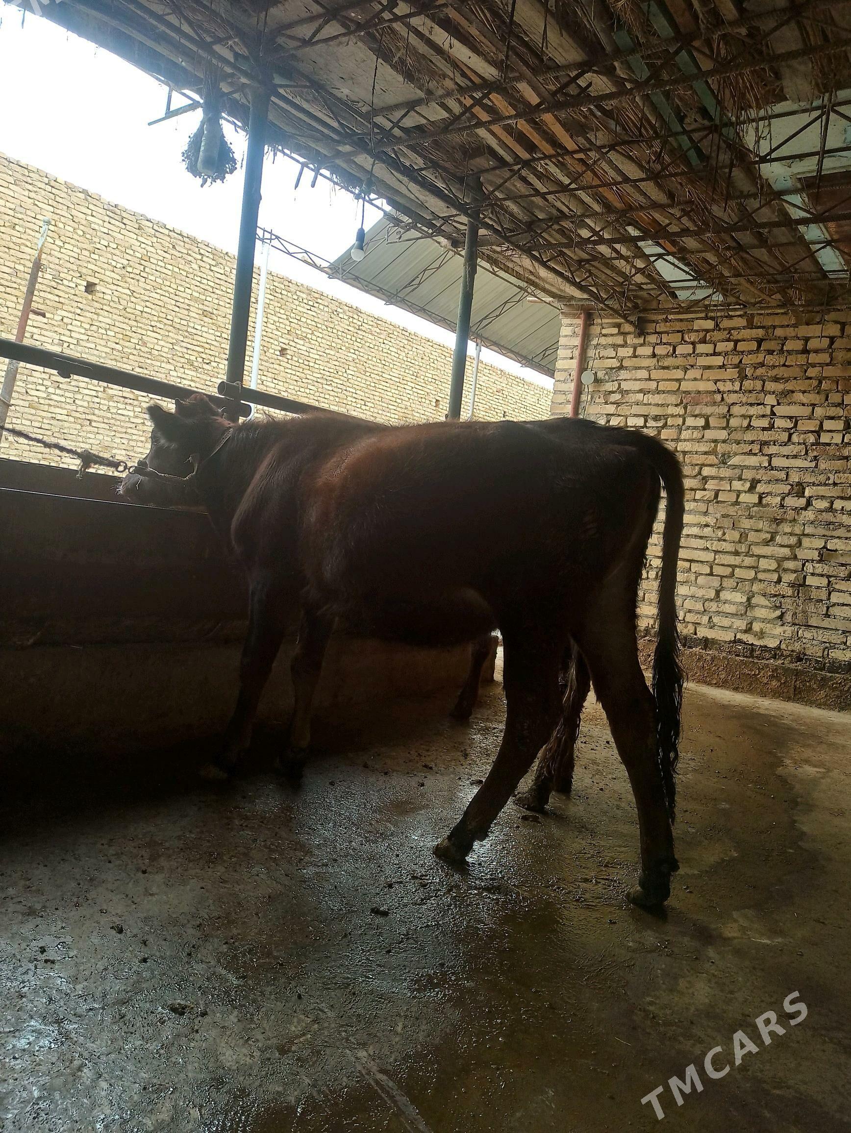 gunajyn - Çärjew - img 1