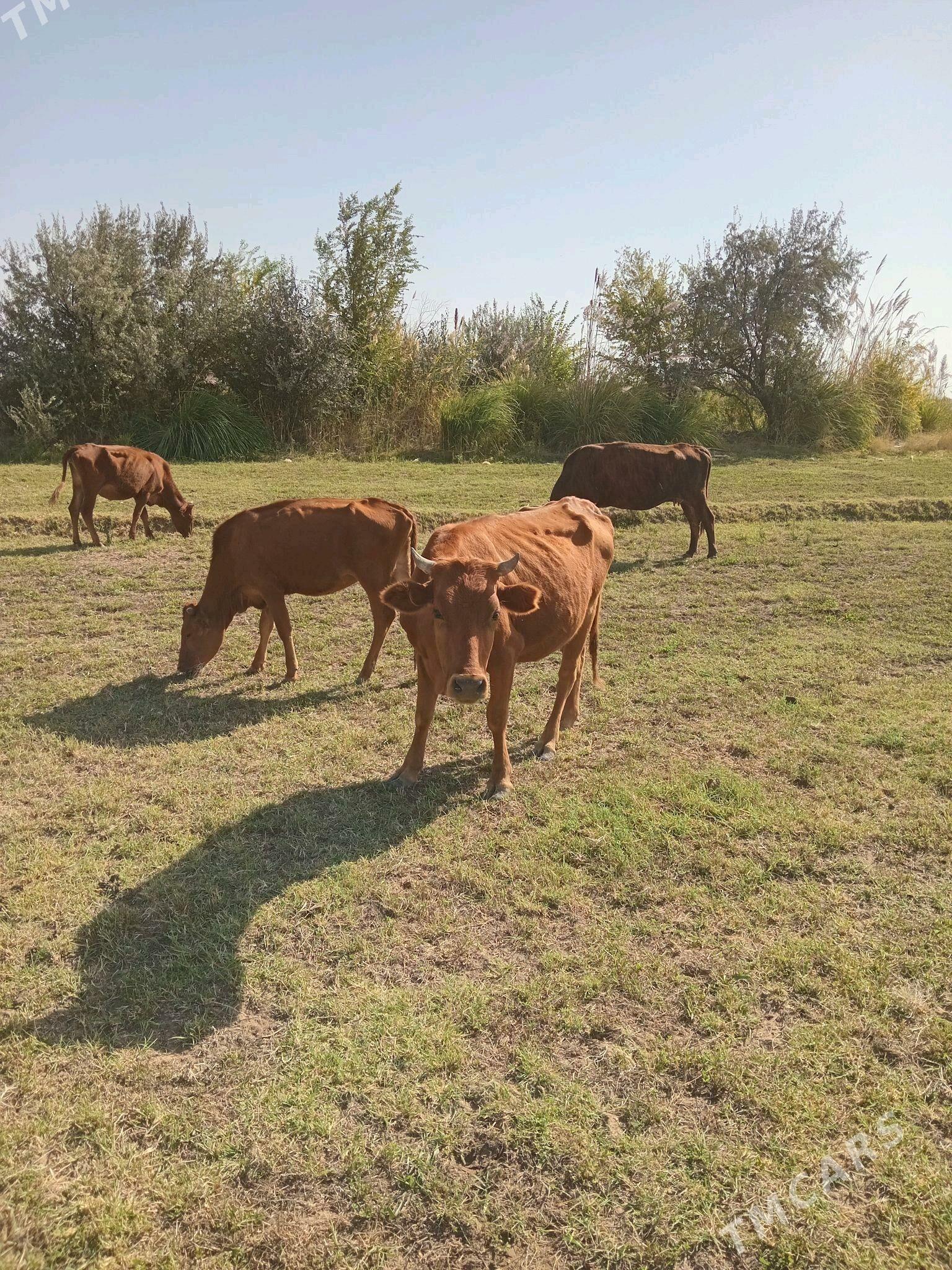 sygyr - Sakarçäge - img 1