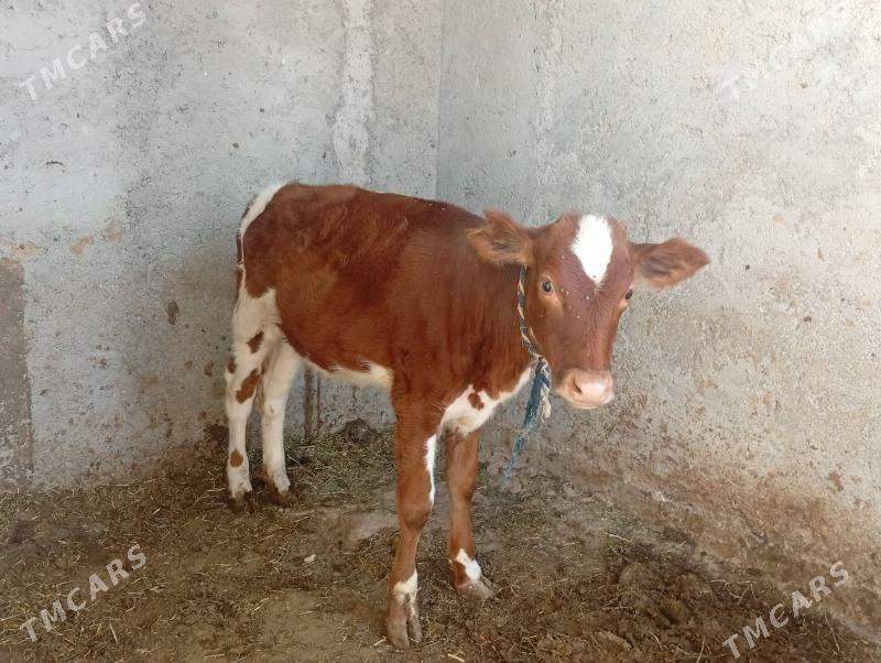 gibrit tüwe - Багир - img 1