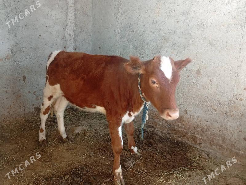 gibrit tüwe - Багир - img 2