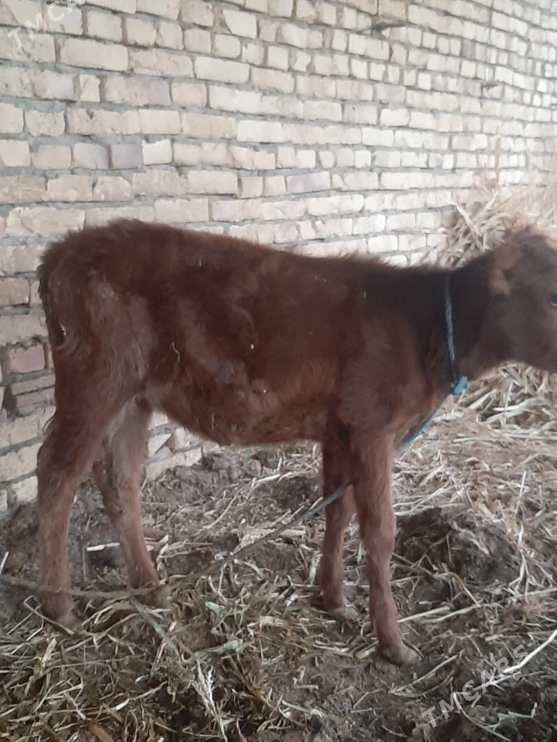 unajyn teke - Dänew - img 3