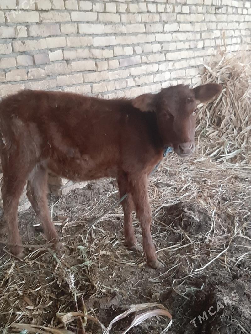 unajyn teke - Dänew - img 2