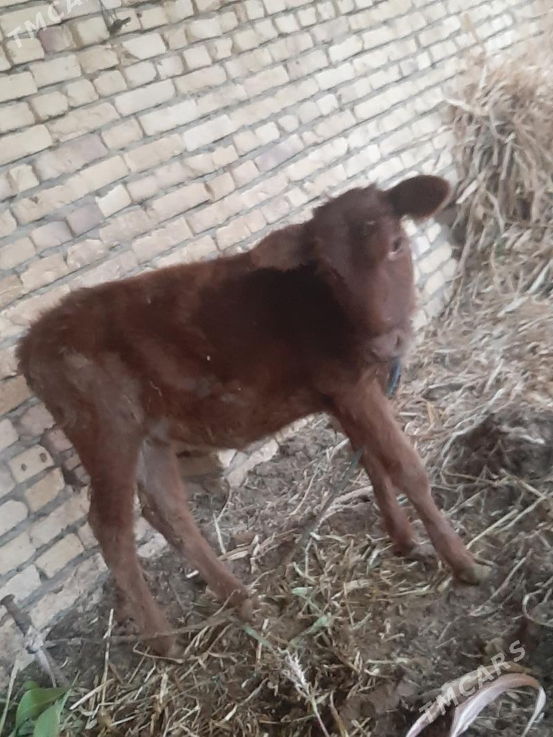 unajyn teke - Dänew - img 1