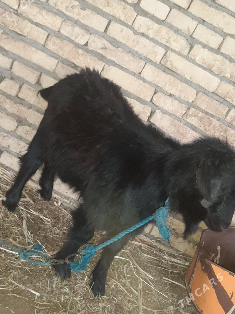 unajyn teke - Dänew - img 5