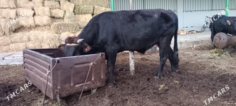 Ökūz - Тязе заман - img 2