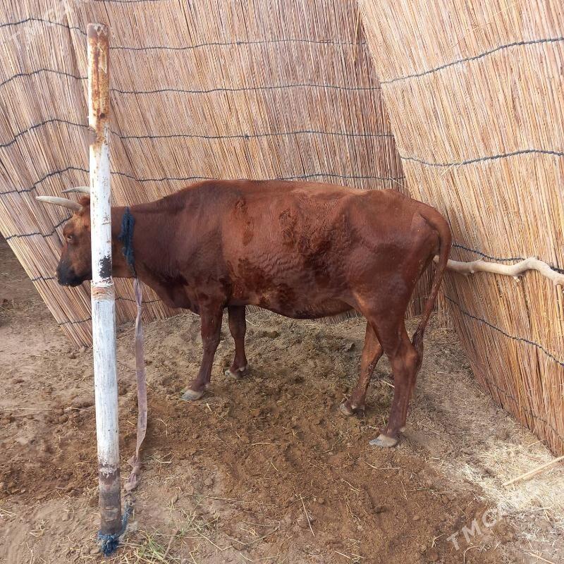 bogaz bilen gysyr - Sakarçäge - img 1