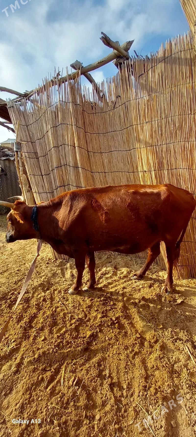 bogaz bilen gysyr - Sakarçäge - img 5