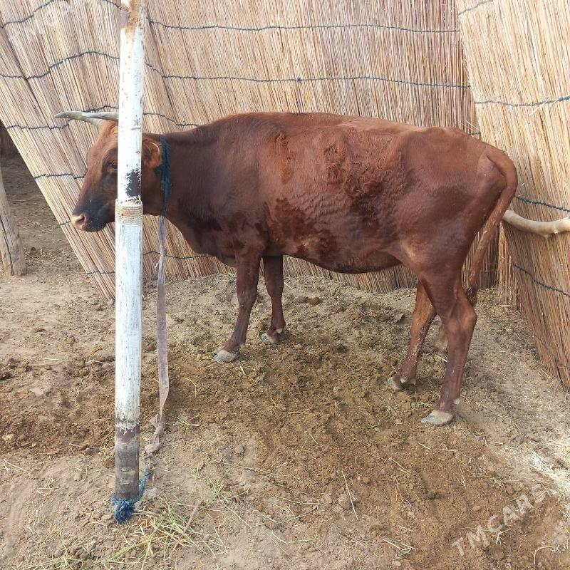 bogaz bilen gysyr - Sakarçäge - img 3