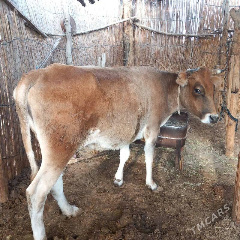 bogaz bilen gysyr - Sakarçäge - img 9