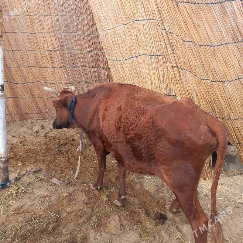 bogaz bilen gysyr - Sakarçäge - img 4