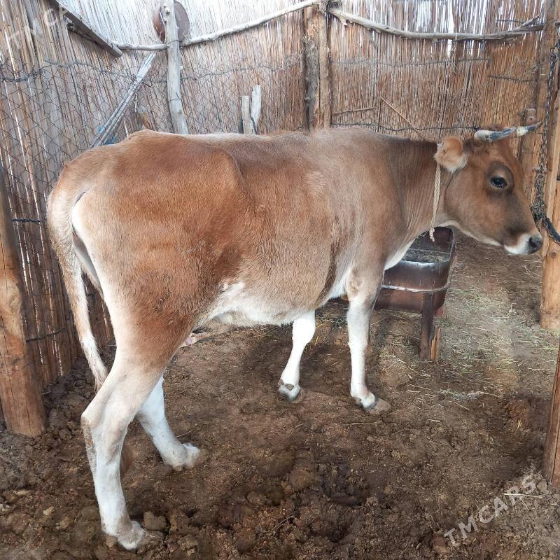 bogaz bilen gysyr - Sakarçäge - img 8