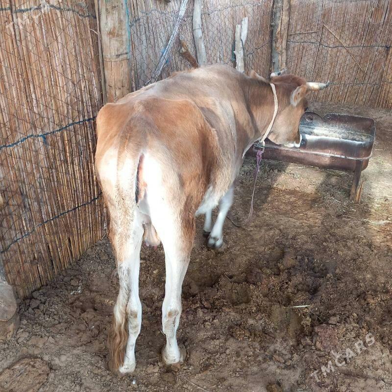 bogaz bilen gysyr - Sakarçäge - img 7