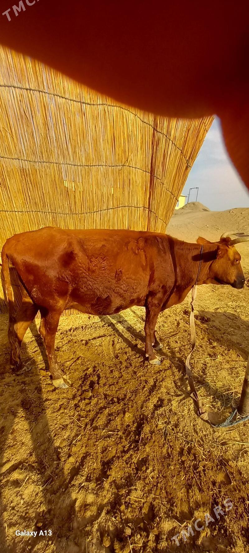 bogaz bilen gysyr - Sakarçäge - img 6