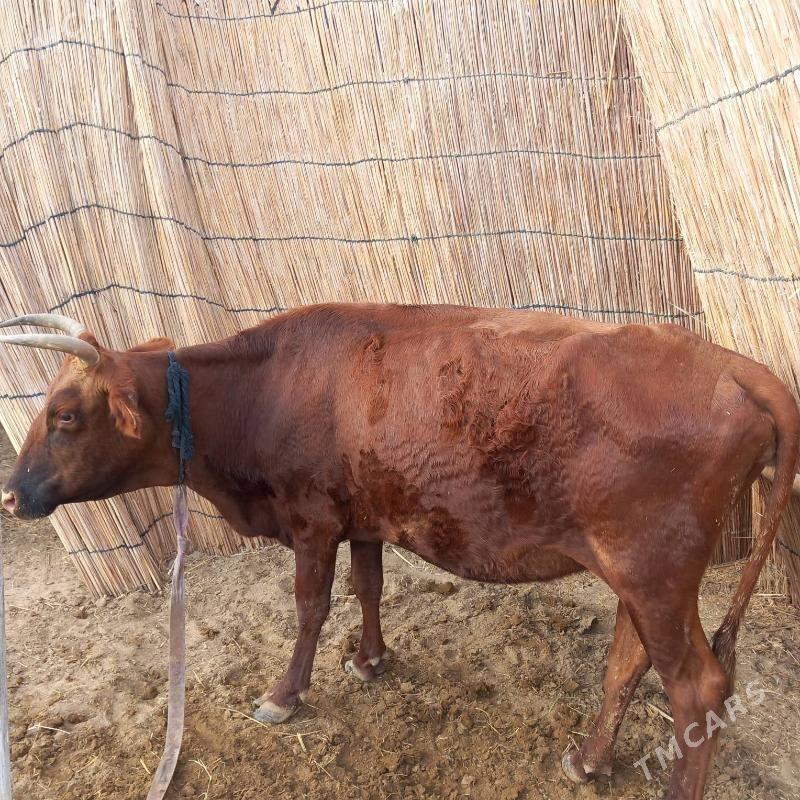 bogaz bilen gysyr - Sakarçäge - img 2