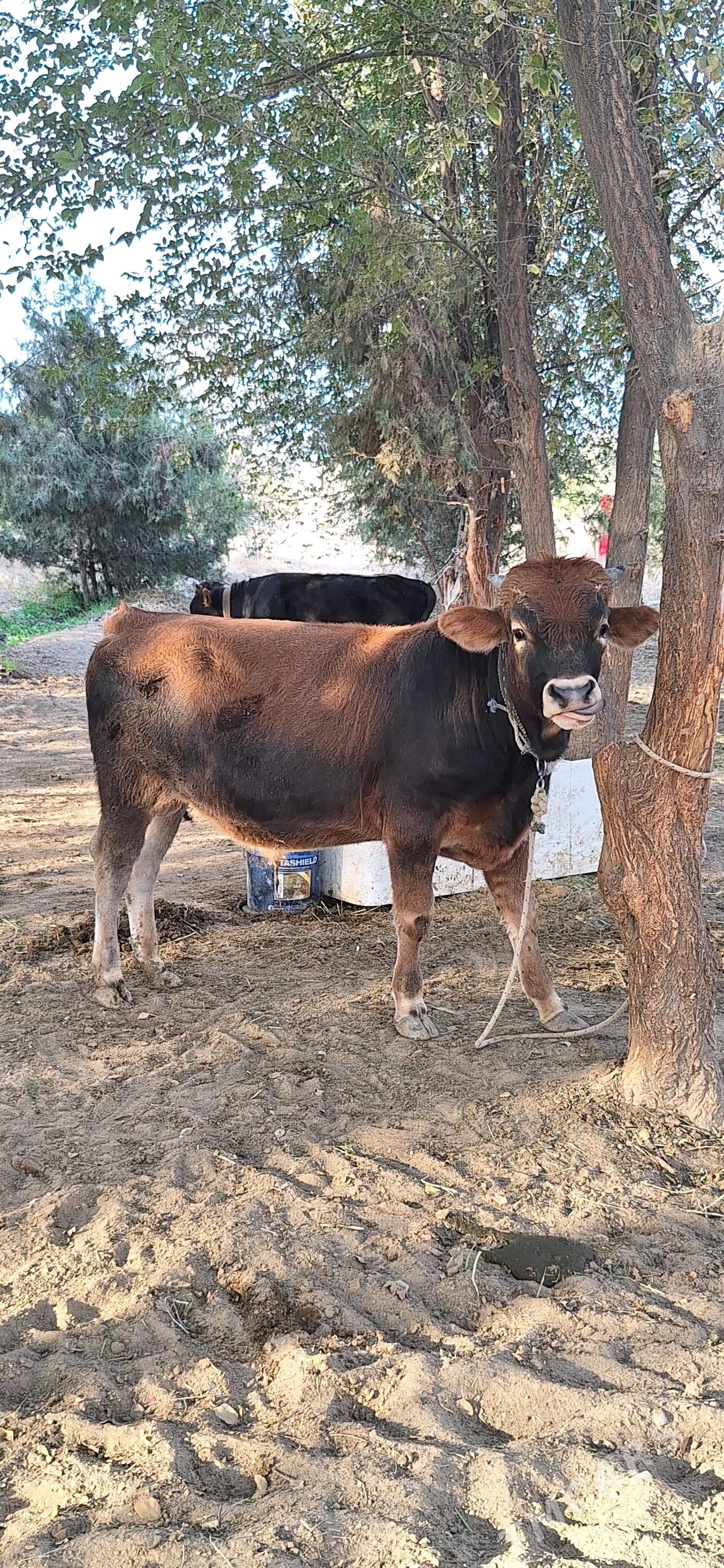 okuz - Анев - img 1