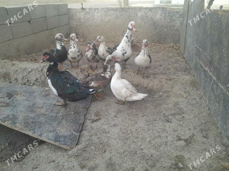 ordek - Гёкдепе - img 1