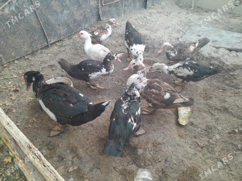 ordek - Гёкдепе - img 2