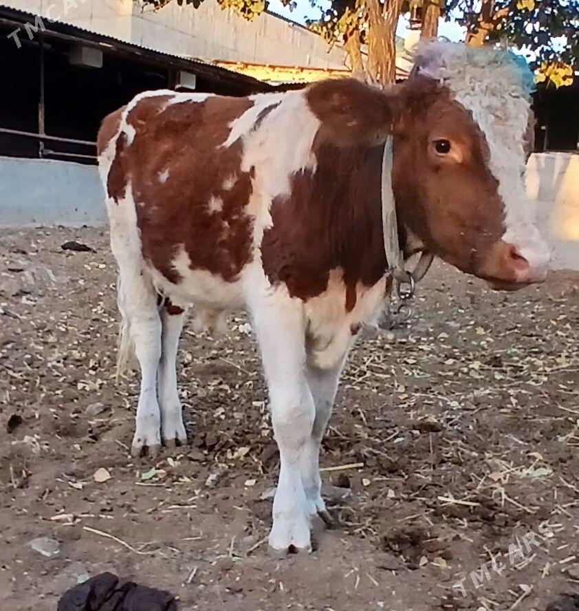 ÖKÜZ AÝŞIR - Херрикгала - img 2