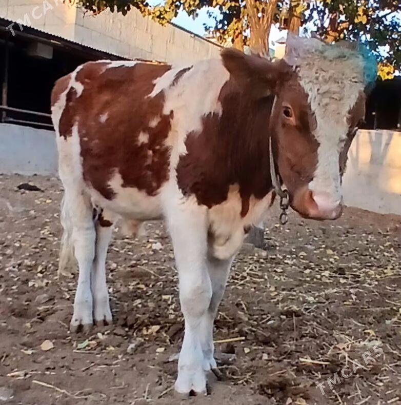 ÖKÜZ AÝŞIR - Херрикгала - img 3