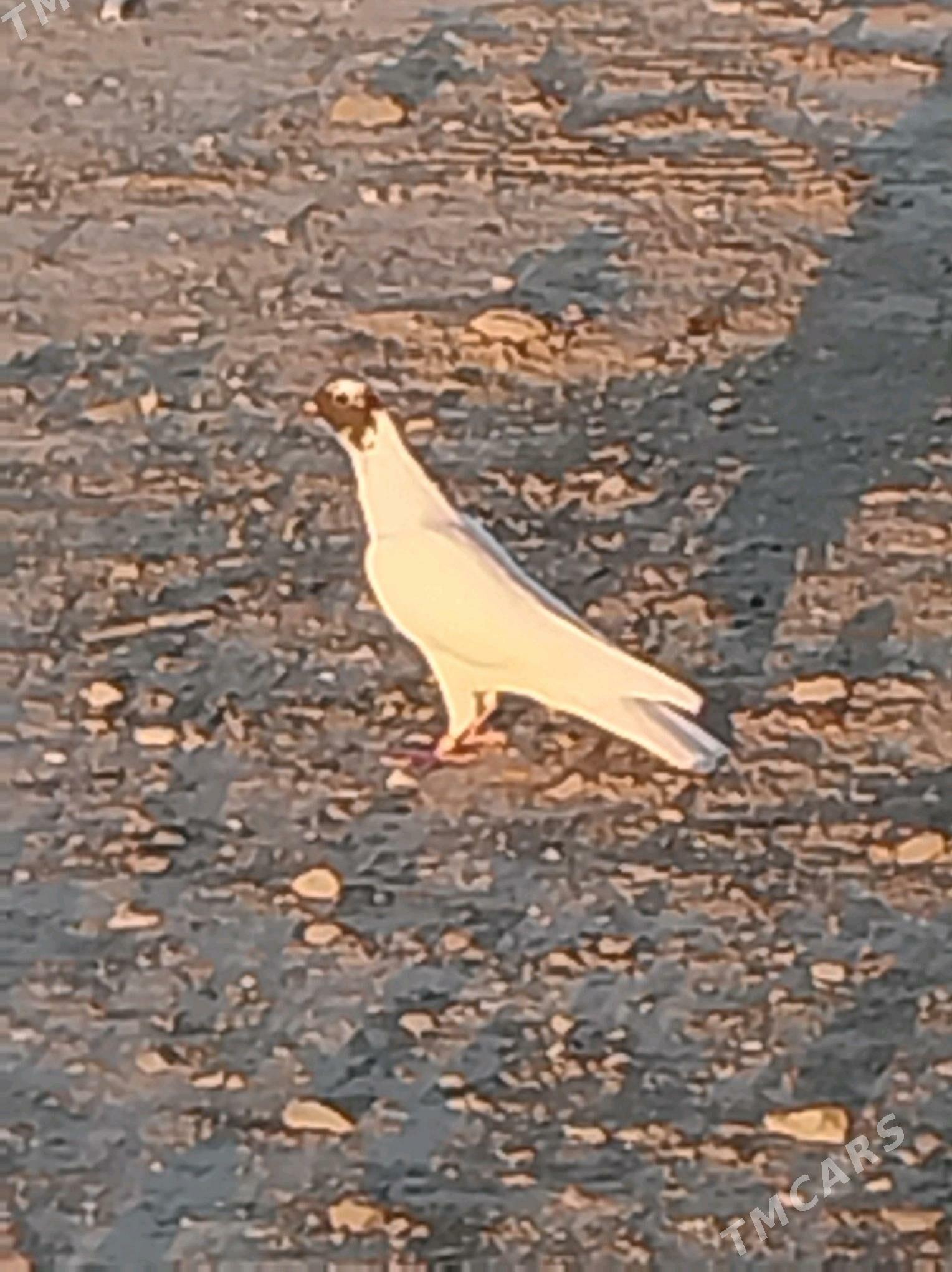 kepderi - Gyzylarbat - img 1