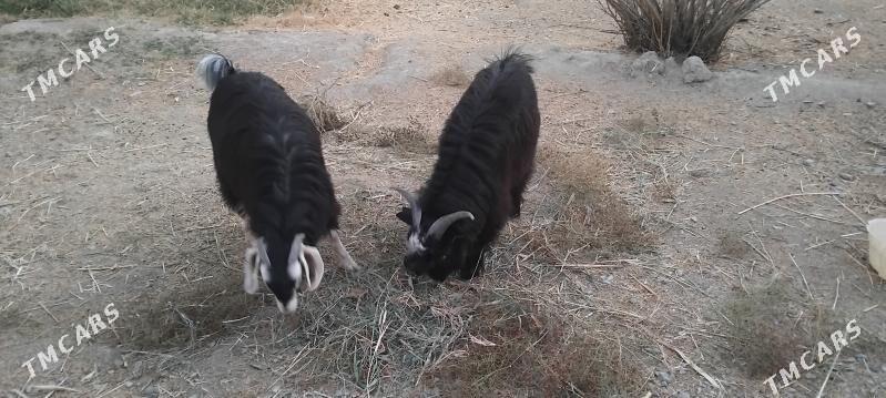 geçiler - Гёкдепе - img 1