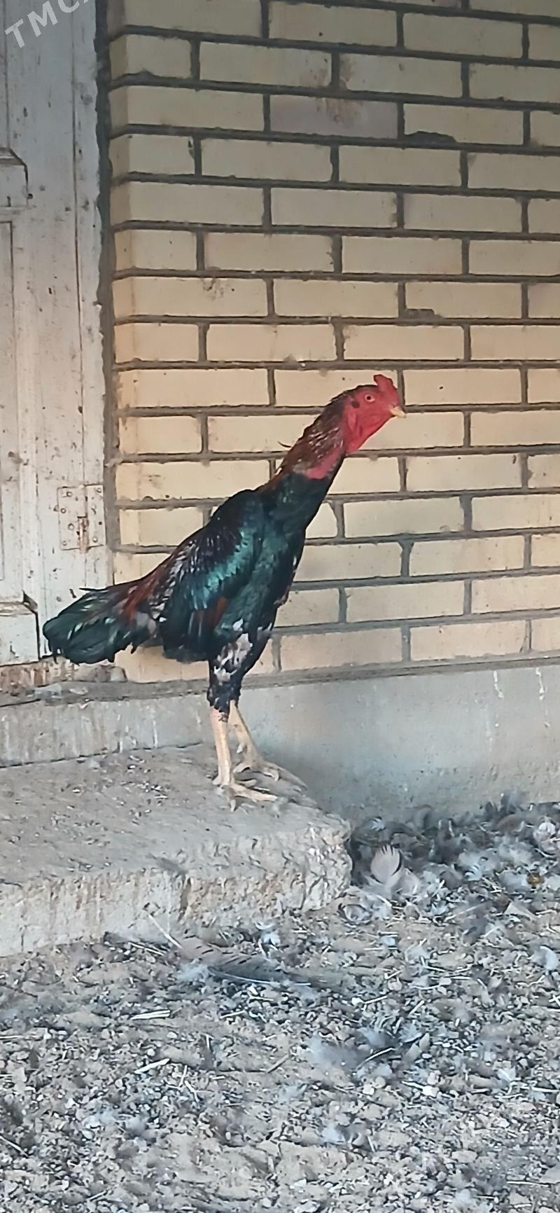 taşkent 2 - Sakarçäge - img 3