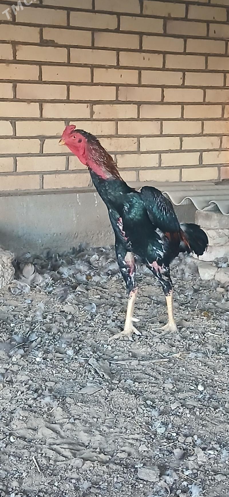 taşkent 2 - Sakarçäge - img 5