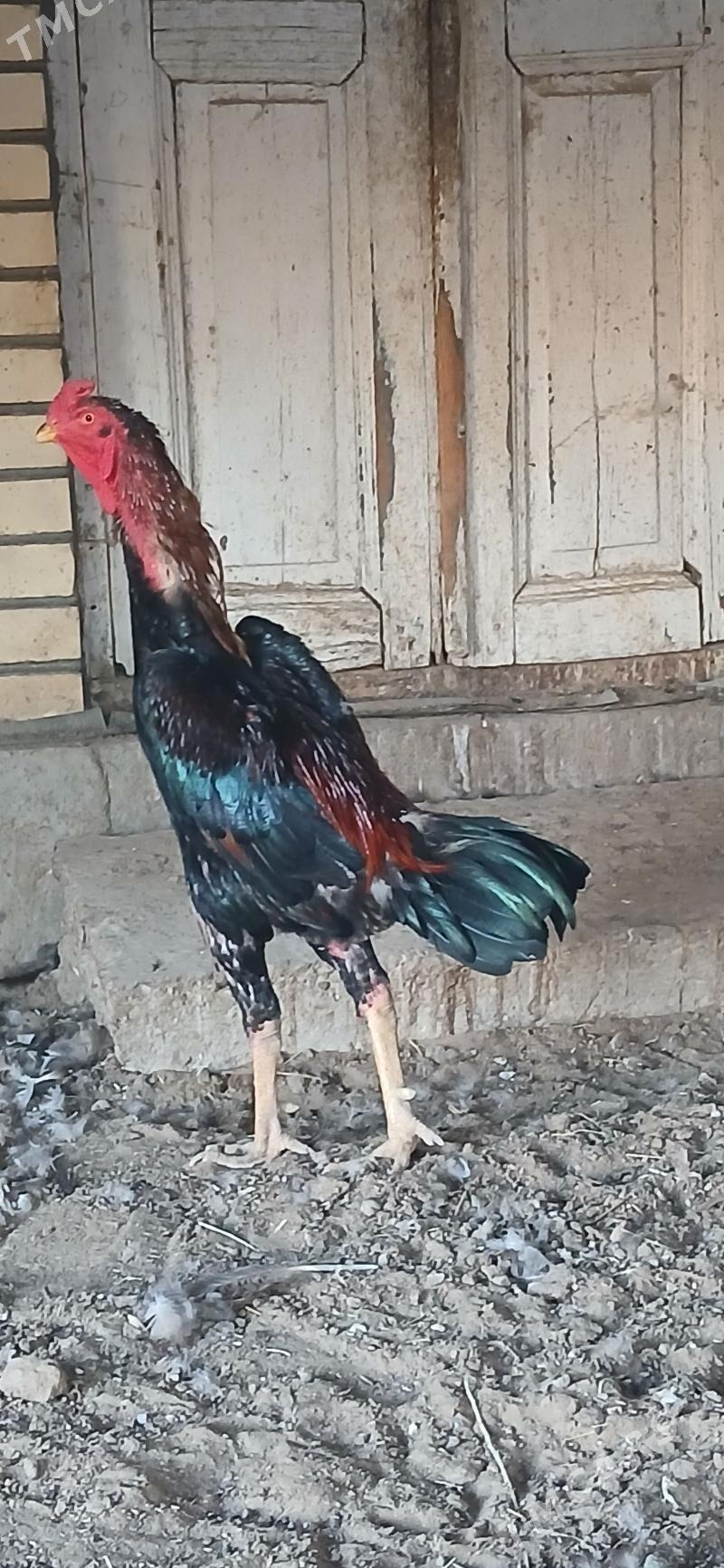 taşkent 2 - Sakarçäge - img 2