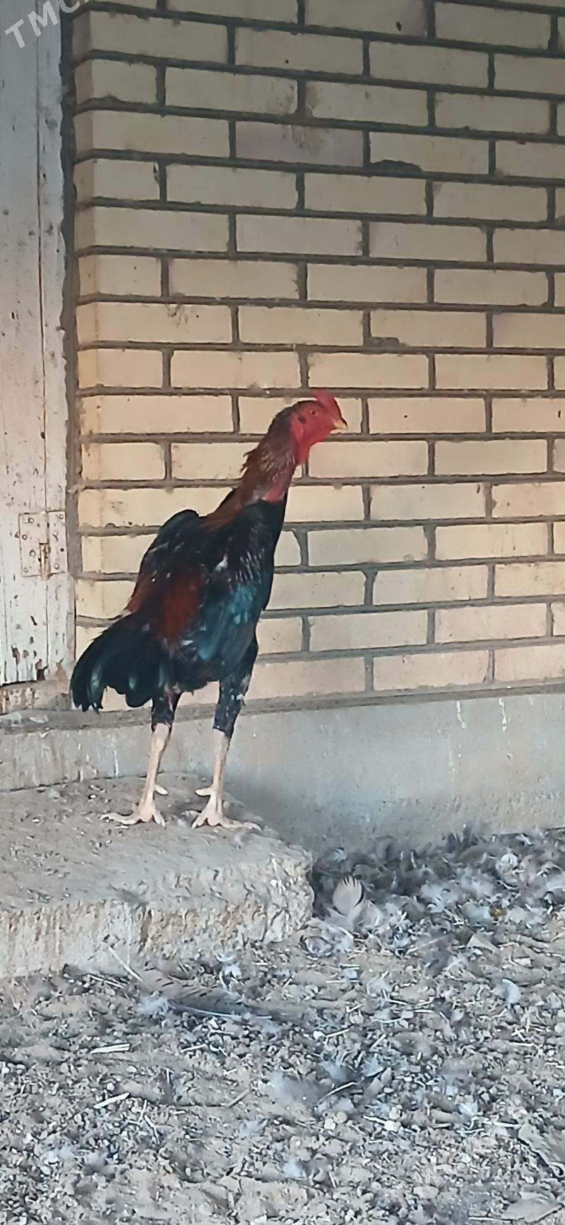 taşkent 2 - Sakarçäge - img 4