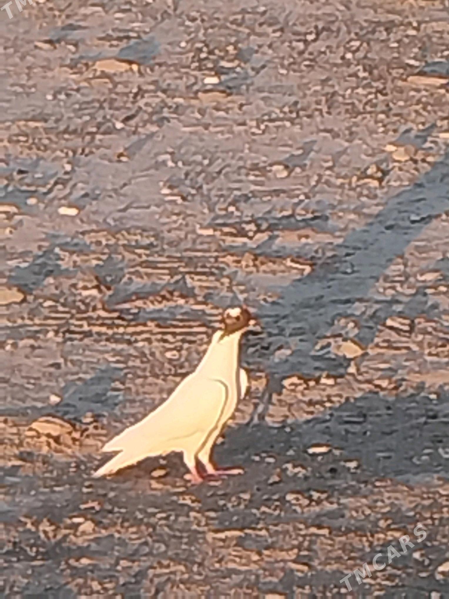 kepderi - Gyzylarbat - img 2