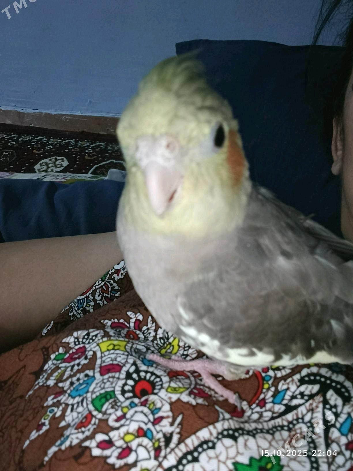 keşa - Чарджоу - img 2