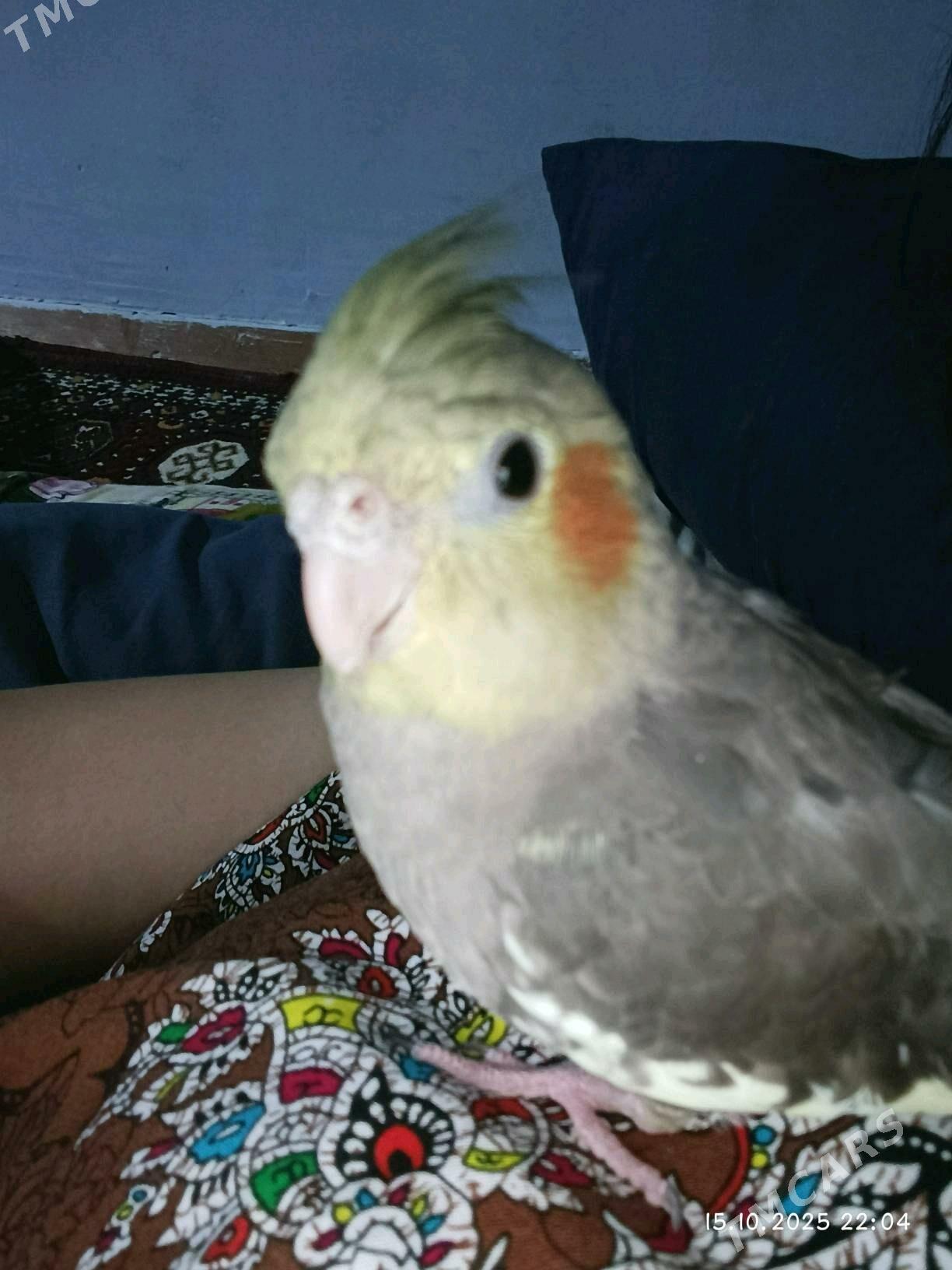 keşa - Чарджоу - img 1