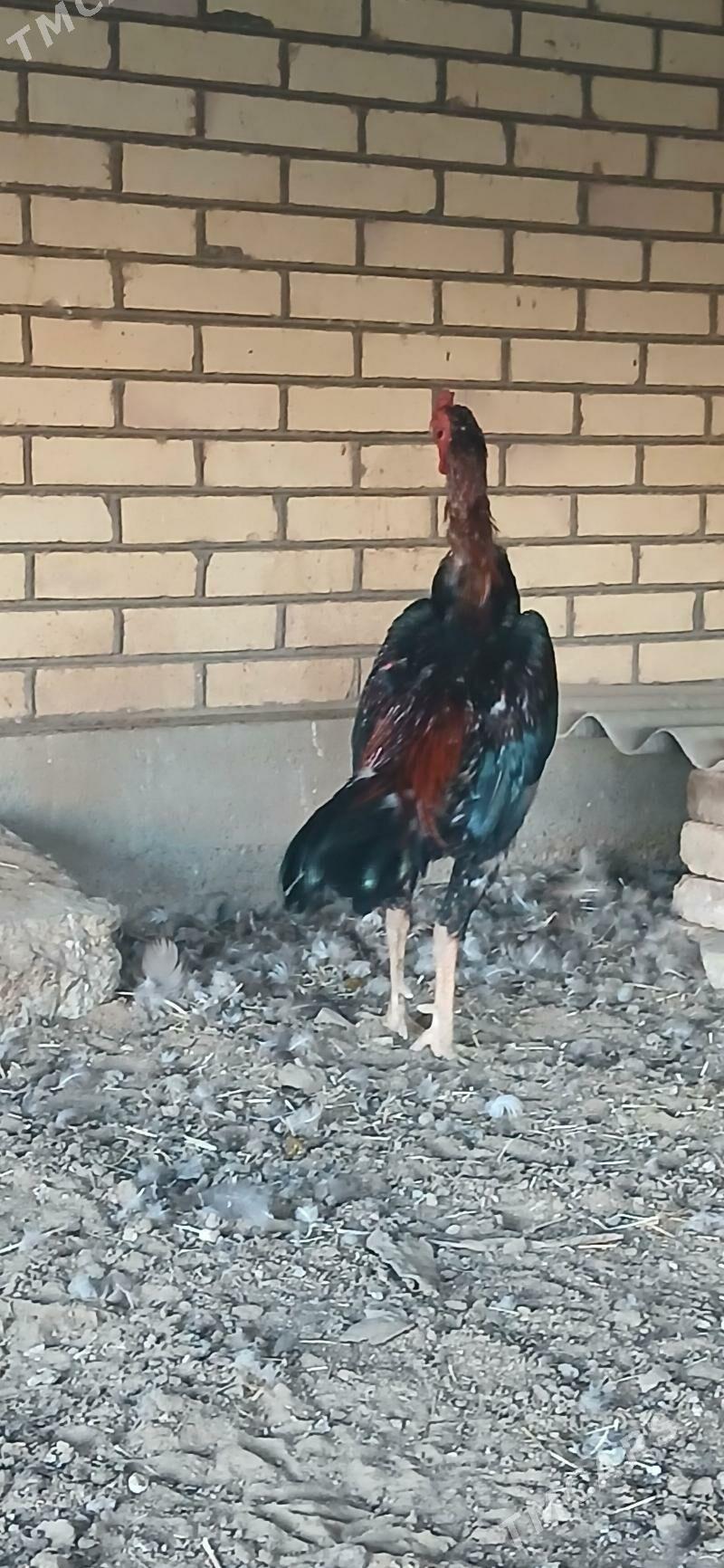 taşkent 2 - Sakarçäge - img 6