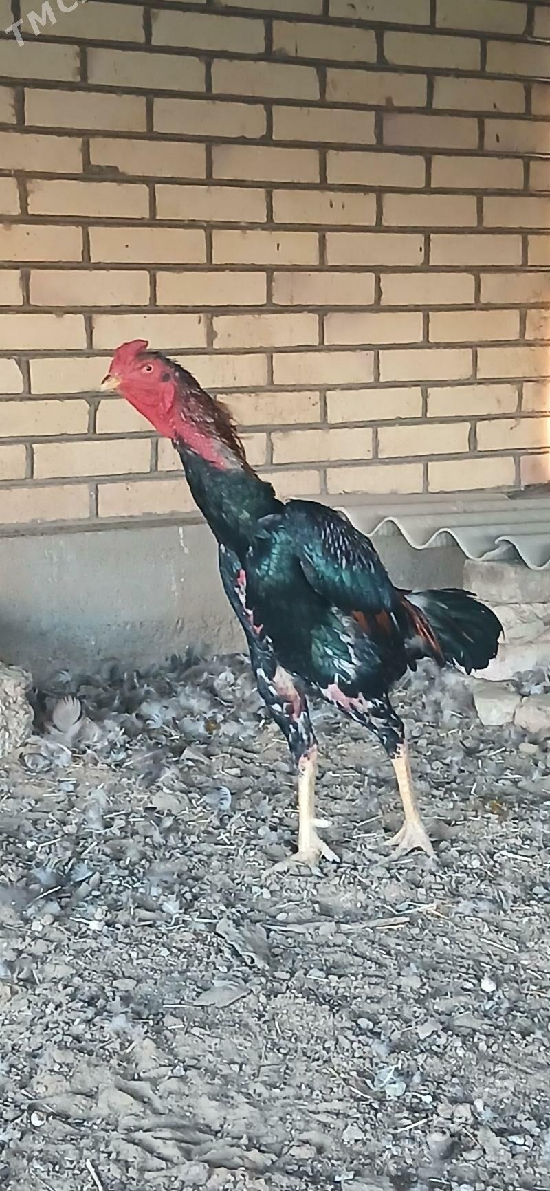 taşkent 2 - Sakarçäge - img 1