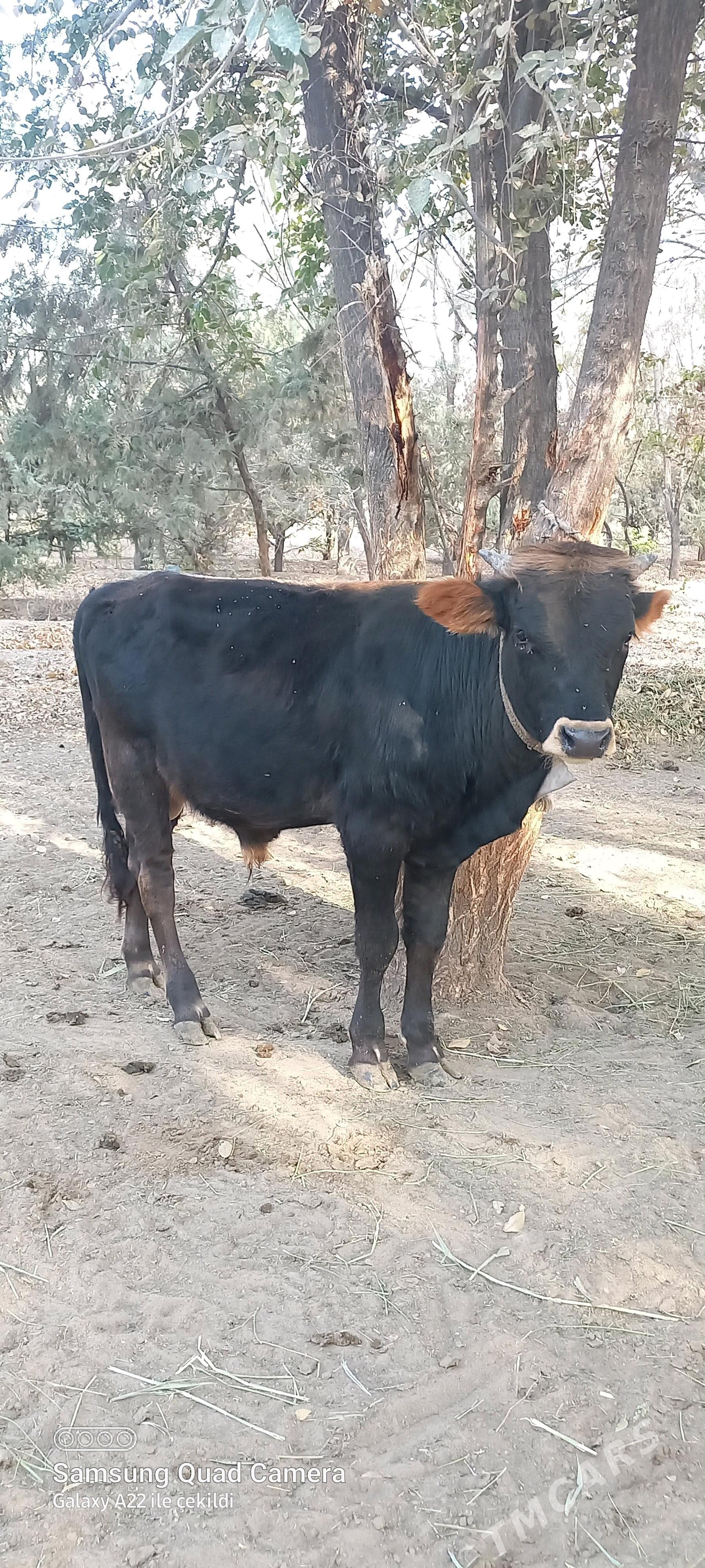 okuz - Анев - img 2